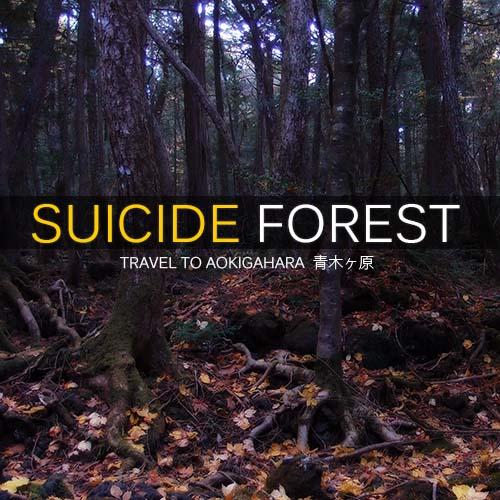 Gizemini Koruyan Ormanda İnsanlar İntihar Etmeye Devam Ediyor; Aokigahara Ormanı
