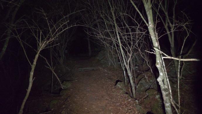 Gizemini Koruyan Ormanda İnsanlar İntihar Etmeye Devam Ediyor; Aokigahara Ormanı