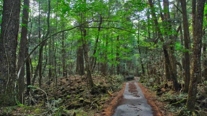 Gizemini Koruyan Ormanda İnsanlar İntihar Etmeye Devam Ediyor; Aokigahara Ormanı