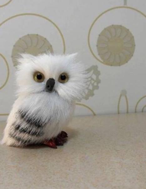 Hedwig