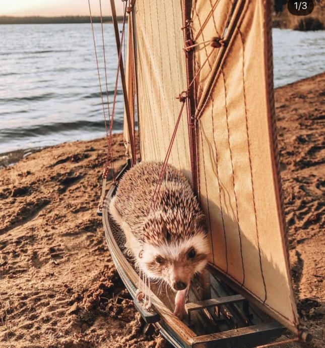 Bir Kirpi Kadar Olamadım Diyeceğiniz, Instagram Fenomeni Kirpinin Gezdiği Ülkelerde Çekilen Sevimli 20 Kare