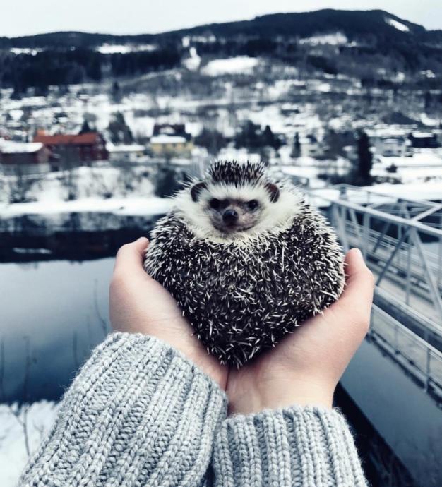 Bir Kirpi Kadar Olamadım Diyeceğiniz, Instagram Fenomeni Kirpinin Gezdiği Ülkelerde Çekilen Sevimli 20 Kare