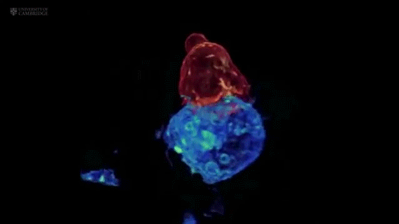 Kanser Hücrelerinin Boyun Eğdiği Mutluluk Hormonu: Serotonin!
