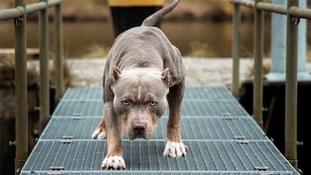 'Pitbull' Sahibine 23 Bin Liralık Rekor Para Cezası!
