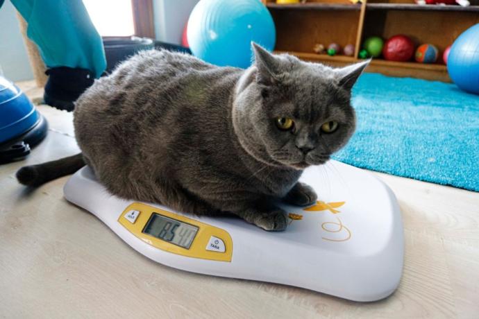 13 Kiloya Ulaşan Kedi, Pilates ile 8,5 Kiloya Düştü