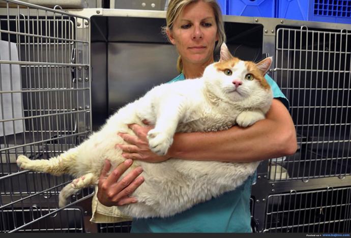13 Kiloya Ulaşan Kedi, Pilates ile 8,5 Kiloya Düştü