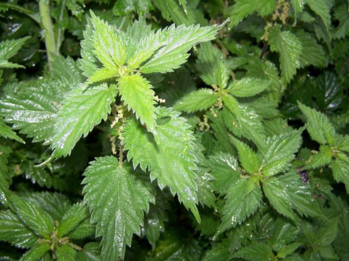 Dökülen Saçlara Yapılması Gerekenler!
