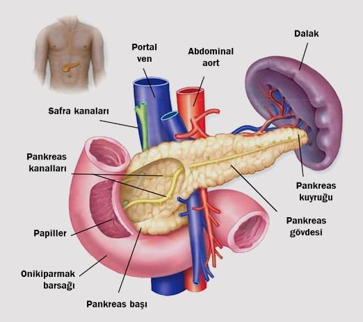 Ondan Sinsisi Yok! Pankreas Kanseri Hakkında Her Şey