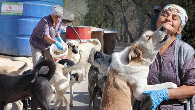 Baktığı Sokak Köpeklerini 18 Maddelik Sözleşme ile Sahiplendiriyor