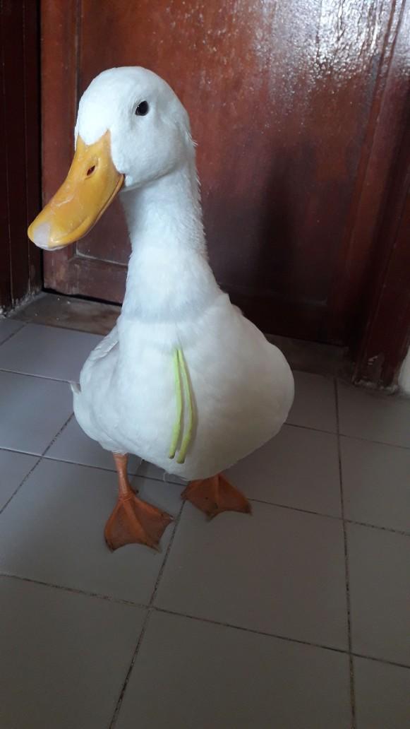 Sinir Bozucu Bir Kaz: Untitled Goose Game Çıktı!