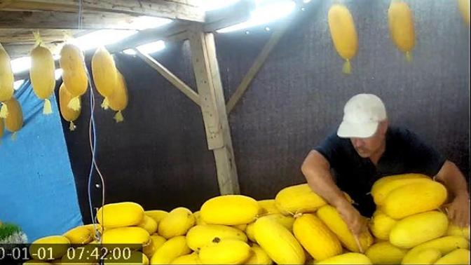 Çorlu'da Yaşanan 'Kavun Savaşları' Kameralara Yansıdı!
