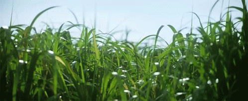 Yeşilliklerin İçindeki Sır: In The Tall Grass