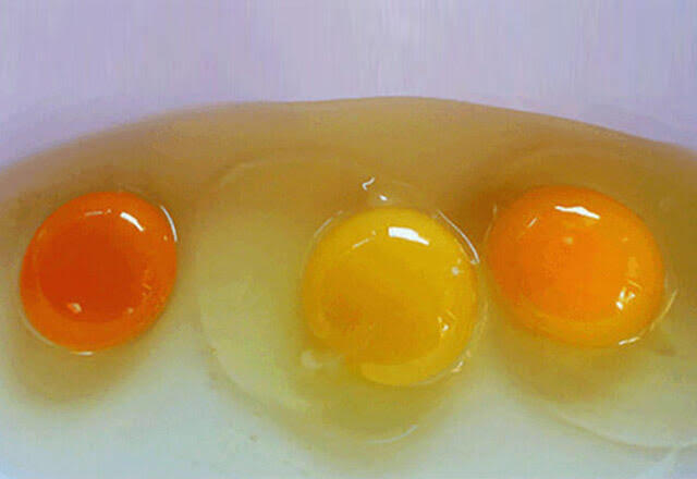 Yaşam İçin Protein: Dünya Yumurta Günümüz Kutlu Olsun!