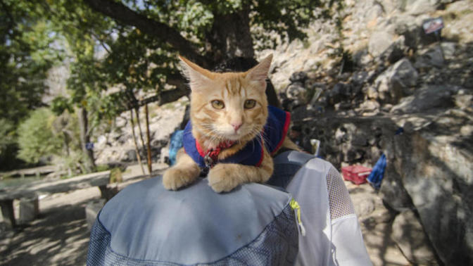 İçinizi Isıtacak Bir Haber: "Azman" İsimli Kedi Otostopla Türkiye'yi Dolaşıyor