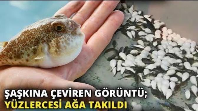 Zehirli Balon Balıkları Akdeniz'i İstila Etti