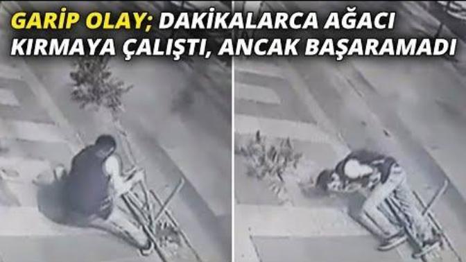 Küçükçekmece'de Sarhoş Bir Adam Ağaçla Güreşmeye Kalktı!