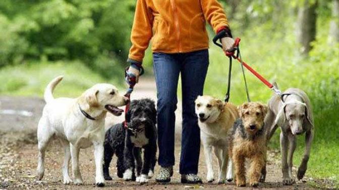 Köpek Gezdirerek Ayda 6 Bin Lira Kazanmak Mümkün!