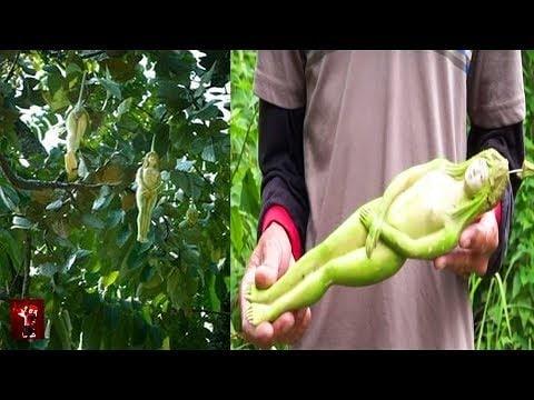 Müstehcen Bitkiler