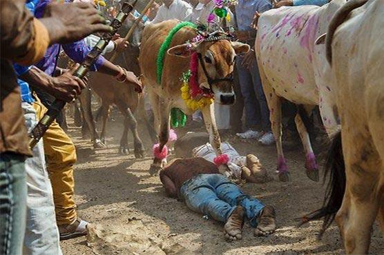 Gaay-Gauhri Puja Festivali