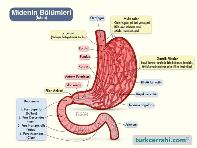 Mide Rahatsızlıklarına Genel Bakış