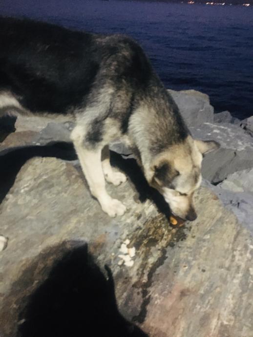 Dostluğun En Güzel Hali; Hayvanlarla Aramızdaki Bağ ve Gerçek Dostluk!