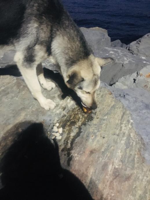 Dostluğun En Güzel Hali; Hayvanlarla Aramızdaki Bağ ve Gerçek Dostluk!