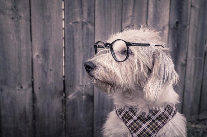Ezeli Rekabeti Sosyal Çevremize Taşıyalım: Kedi İnsanı Vs Köpek İnsanı!