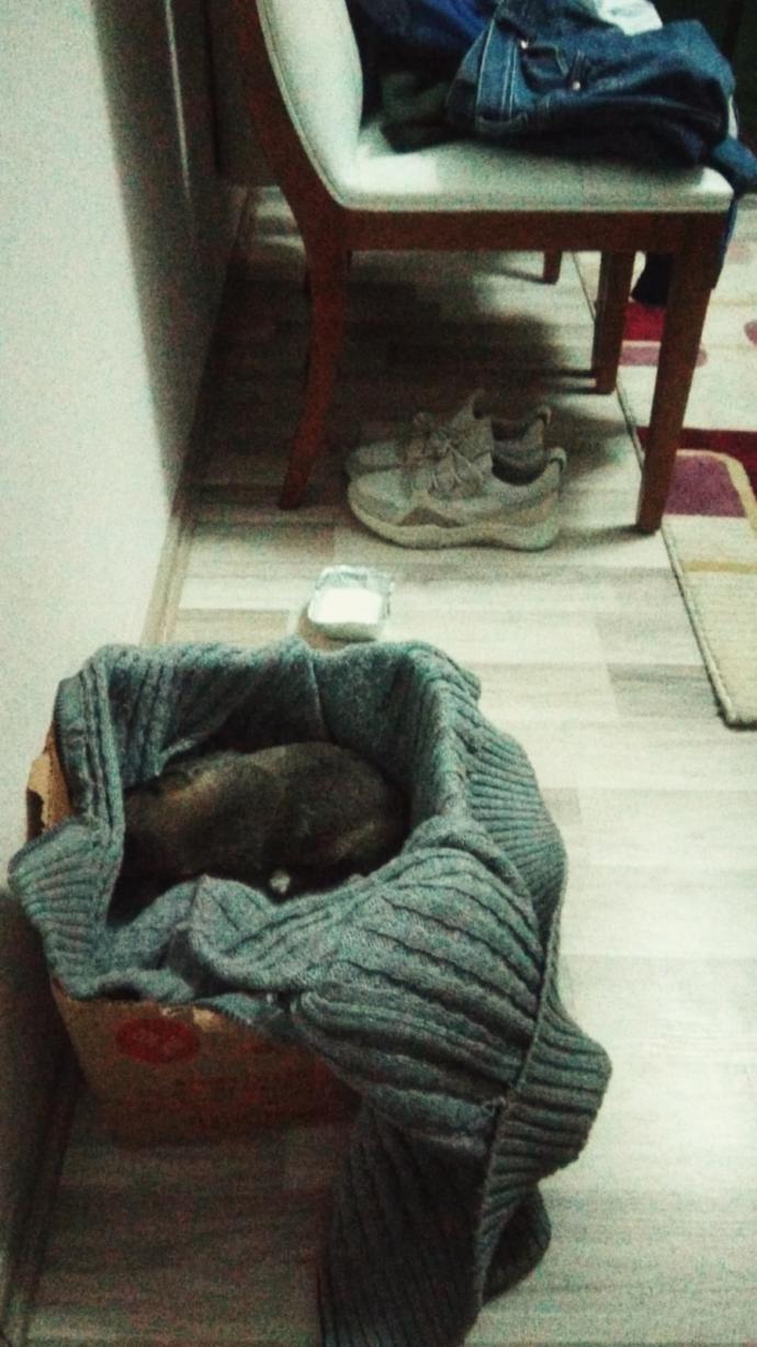 Ezeli Rekabeti Sosyal Çevremize Taşıyalım: Kedi İnsanı Vs Köpek İnsanı!