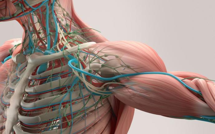 Kusursuz İnsan Bedeni Nasıl Olur? Diyen Bir Anatomist, Çalışmasının Görsel Halini Paylaştı: İşte Sonuç!