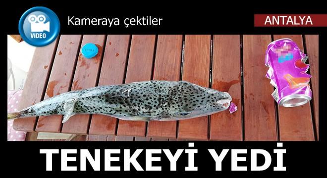 Diş Minesi Güçlendirme: Kalemleri Hazırlayın, Anlatıyorum!