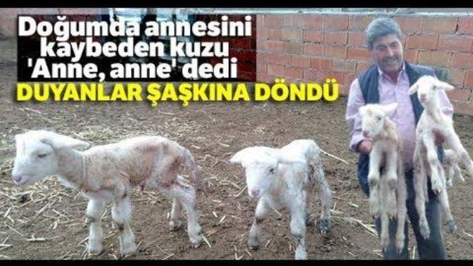 Kulaklarınıza İnanamayacaksınız: Annesi Ölen Kuzu "Anne Anne" Diye Meliyor!
