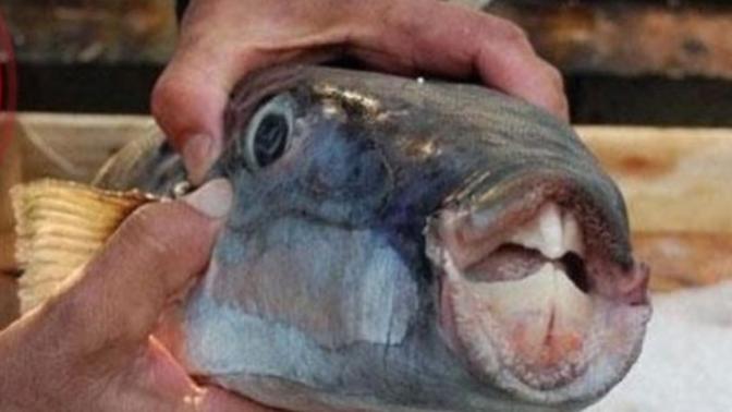 Balon Balığı Ne Kadar Zehirli? Detaylar Haberimizde
