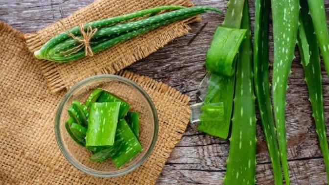 Zamanı Tersine Çeviren Bir Güzellik İksiri: Aloe Vera Maskesi!