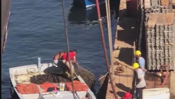Tuzlada Toplanan Zehirli Midyeler