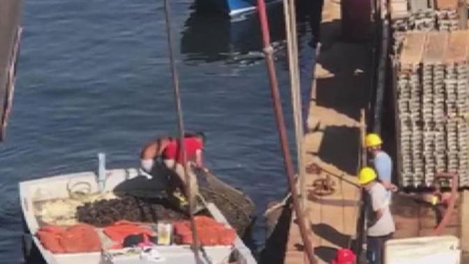 Tuzla'da Toplanan Zehirli Midyeler Vatandaşlara Satılıyor!