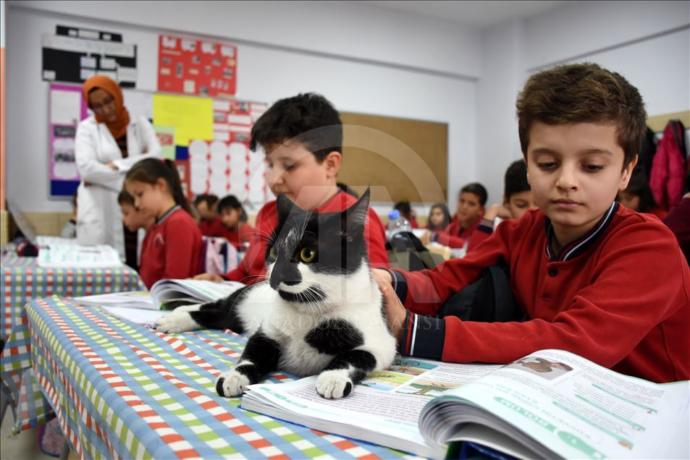 Kartal İsimli Kedi