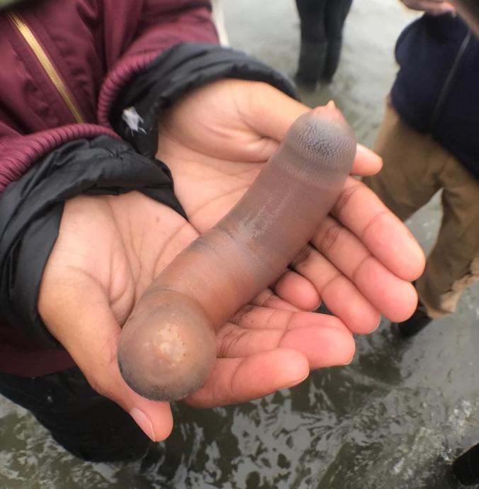 Penis Balığı