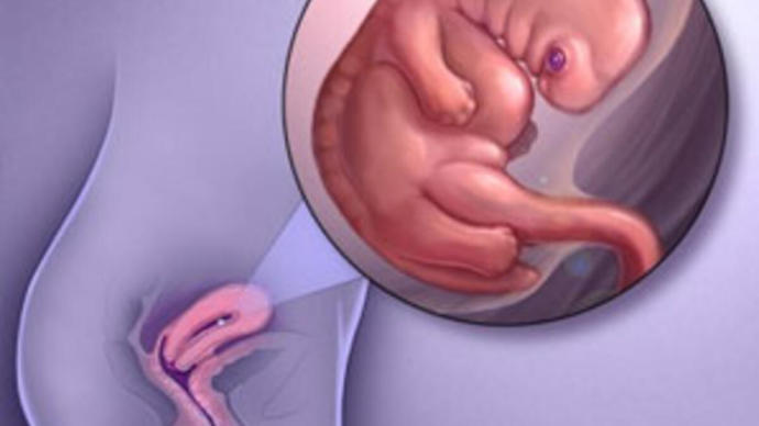 7 Haftalık Gebelik: Aşerme Dönemine Hazır Mısınız?