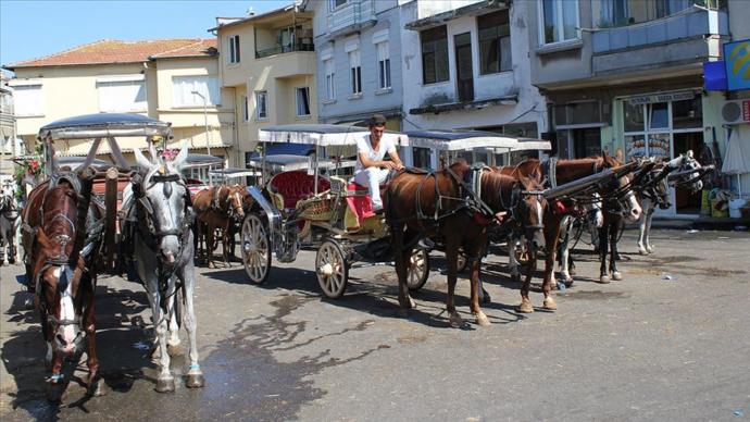 Adalarda Ruam Hastalığı Nedeniyle 81 At İtlaf Edildi