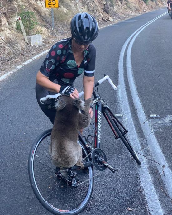 Koala - Avustralya