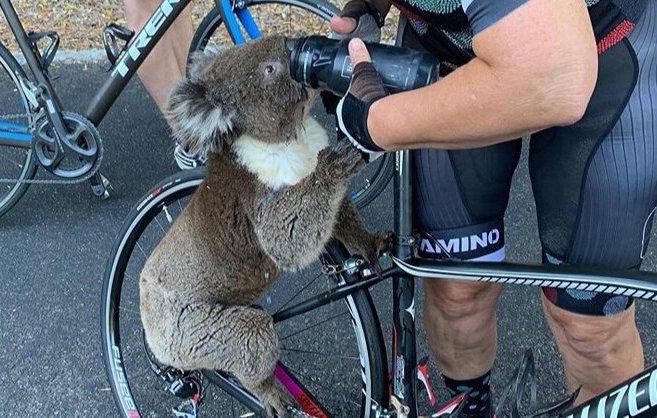 Suluktan Su İçen Koala - Avustralya