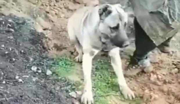 Hatayda Zehirlenerek Öldürülen Köpek