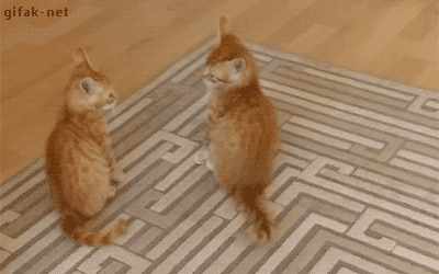 Minnoşları Tanıma Rehberi: Kedi Sahiplerinin Bilmesi Gereken Gerçekler