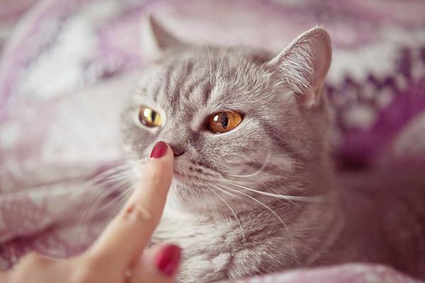 Minnoşları Tanıma Rehberi: Kedi Sahiplerinin Bilmesi Gereken Gerçekler