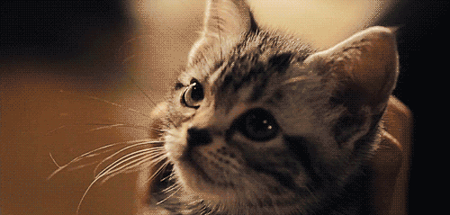 Minnoşları Tanıma Rehberi: Kedi Sahiplerinin Bilmesi Gereken Gerçekler