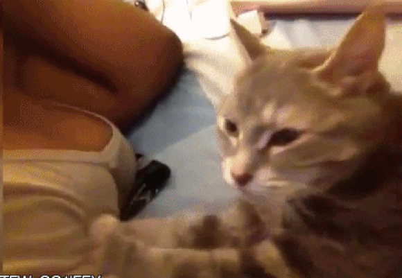 Minnoşları Tanıma Rehberi: Kedi Sahiplerinin Bilmesi Gereken Gerçekler