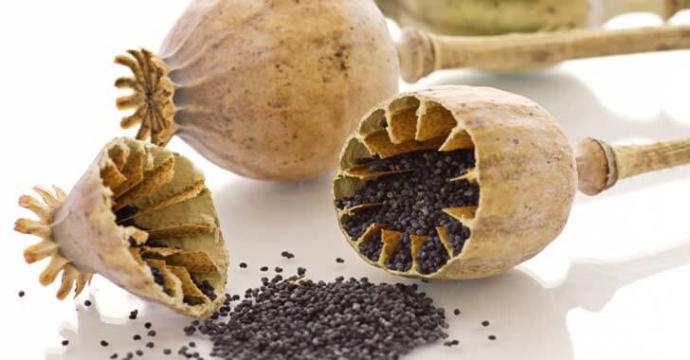 Faydaları ve Zararları ile Haşhaş Bitkisi