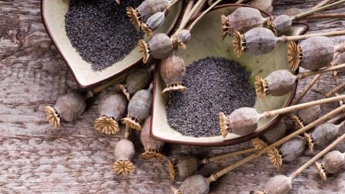 Faydaları ve Zararları ile Haşhaş Bitkisi