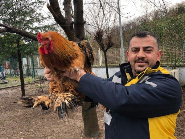 Şampiyon isimli horoz 6,5 kiloya ulaştı