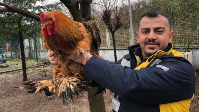 Ordu'daki Dev Horoz İlgi Odağı Oldu